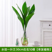 临雅 水培一叶兰绿植 20-30cm10棵