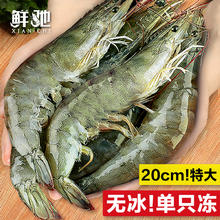 鲜驰 鲜活超大基围虾 青岛1400g 17-20cm