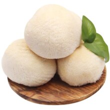 古松福建特产古田新鲜猴头菇当季食用新鲜猴头菌 猴菇2斤约6-10个