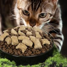 麦富迪 俄罗斯三文鱼智利火鸡成猫猫粮