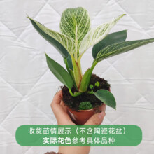 海蒂的花园 室内盆栽 龟背竹 9cm盆