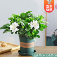 KaiShiguo Plants  开时果 栀子花盆栽