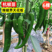 原起点  杭椒苗 6棵