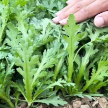 正品原装皇帝四季蔬菜 精品中叶花叶茼蒿  约500粒1包