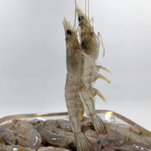 齐鲲 QIKUN 齐鲲 中国大陆白虾 1000g 6-8cm