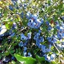 蓝莓树果苗奥尼尔蓝莓6年苗+送营养肥