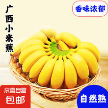 广西网红小米蕉青香蕉发货放熟吃新鲜水果包邮 净重 3斤 青蕉发货