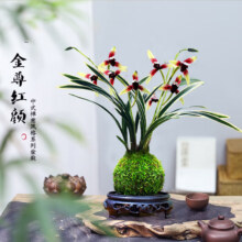 艾莹有香味的兰花苗 建兰金尊红颜3苗带苔藓球配底座