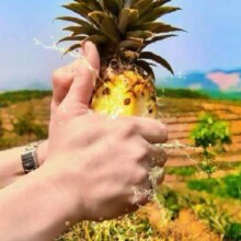 西双版纳黑钻凤梨 4.5-5斤 1-2颗