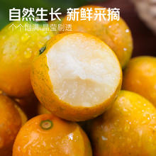 桔霸王 广西融安金桔 750g 定制元旦礼盒装