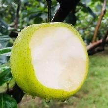 皇冠梨当季新鲜水果梨子整箱翠冠梨水果酥脆蜜梨早梨青砀山梨