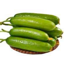 福旺熊 山东新鲜水果小黄瓜 净重4.5斤