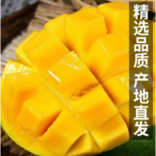 三萌果蔬金煌芒 净重4.5斤【单果约250g+】 老树甄选装