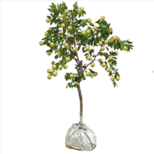 阿木木 特大果枣树苗  沾化冬枣5年以上结果苗 75cm-150高度左右