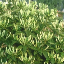 需凑单、PLUS会员：双盟 金银花树苗 可食用药用