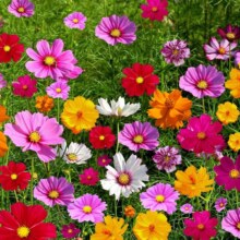 多年生野花组合800粒*2件