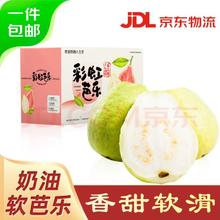 京鲜生 树熟软糯奶油芭乐 净重3斤装单果150g+