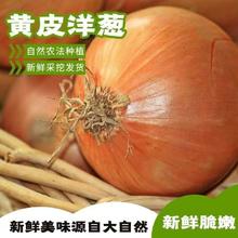 山东优质黄皮洋葱新鲜大洋葱头白心圆葱农家自种精品洋葱包邮