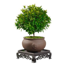 创享绿洲 小叶赤楠+祥狮报喜盆+苔藓+方底座