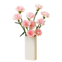 花点时间（Reflower）康乃馨鲜花送妈妈云南昆明基地源头直发单头康乃馨颜色随机20枝