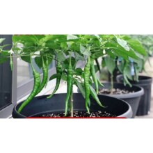 原起点  线椒苗【6棵】