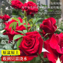 开时果 玫瑰花苗特大花 130#带花苞 1盆（开花 包对版）