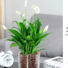 白掌一帆风顺 水培绿植盆栽 A级白掌 懒人吸水盆送肥料