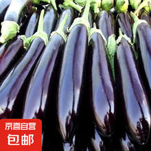 京喜加 茄子紫皮长茄高原农家自种紫把长茄新鲜整箱蔬菜现摘现发 茄子带箱2斤