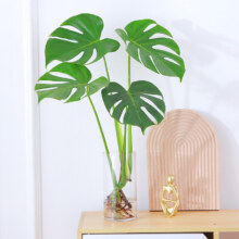 花叶春 水培植物龟背竹盆栽