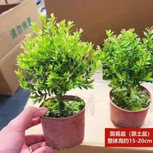 爱你一万年 小叶赤楠老桩苗紫檀微景观水培办公室四季好养金丝楠木绿植