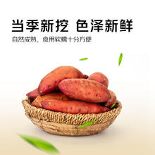 京觅 临安天目山香薯 单果克重40-80g净重5斤装 红薯蜜薯源头直发 天目山香薯 中果5斤