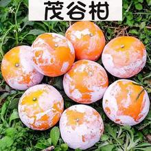 爆甜 广西茂谷柑 脏脏柑 9斤装 现摘现发