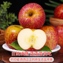 探味君 云南昭通丑苹果10斤当季新鲜水果正宗糖心脆甜红富士萍果整箱包邮
