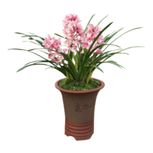 劉閣蘭花 兰花苗 香妃 3苗加盆土肥 说明书