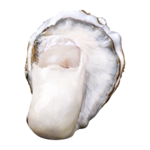 龙味福【活鲜】生蚝 乳山牡蛎 新鲜海蛎子生鲜贝类 【全网独家蚝王】8XL带箱10斤生蚝