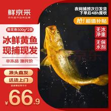 鲜京采 宁德大黄鱼 2斤 2条 黄花鱼 生鲜鱼类 地标源头直发