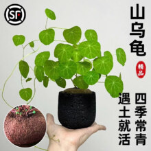 临雅的花园 山乌龟植物金不换盆栽 红藤圆叶 4-6直径