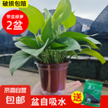 文章详情