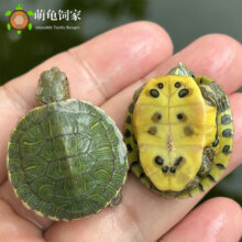 萌龟饲家 1只巴西龟