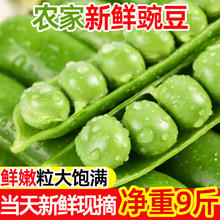 豌豆新鲜云南高原带壳青豆角脆甜水果豌豆荚现摘现发农家蔬菜 5斤