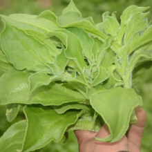 新鲜冰草冰菜沙拉菜 买一送一