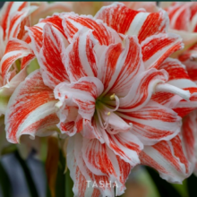 塔莎的花园 朱顶红进口重瓣种球 舞蹈皇后 直径5-6cm【国产球】 其他