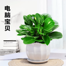 叹为观止 18种吊兰任你选 特级豆瓣绿 陶瓷盆 含盆