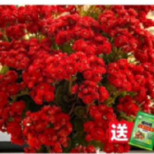 爱你一万年 中国红 长寿花 原土盆