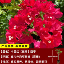 开时果 三角梅盆栽 阳台花卉盆景 中国红（约25-35cm）原土发货