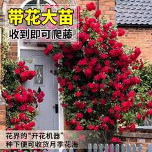 三利 纯棉毛巾7A抗菌3条装 米白+棕色+灰色