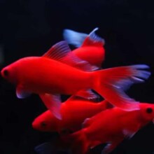 鹦鹉鱼观赏鱼冷水鱼金鱼宠物招财精品 冷水血鹦鹉1条【3-5cm】