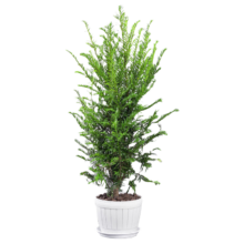 开时果 正宗红豆杉树苗盆栽老桩 约60-70cm 3年苗+原土发货