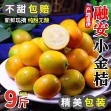 百泰源 广西脆皮金桔小金桔5斤新鲜水果当季橘子砂糖柑桔纯甜融安整箱10