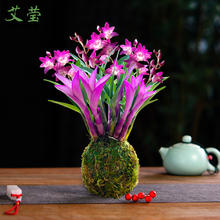 艾莹 有带花七彩香水石斛兰花四季好养绿植浓香型石斛改善睡眠净化空气